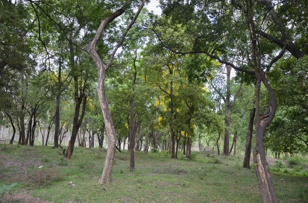Szantálfa Erdő Marayoorban Munnar Közelében Kerala India — Stock Fotó