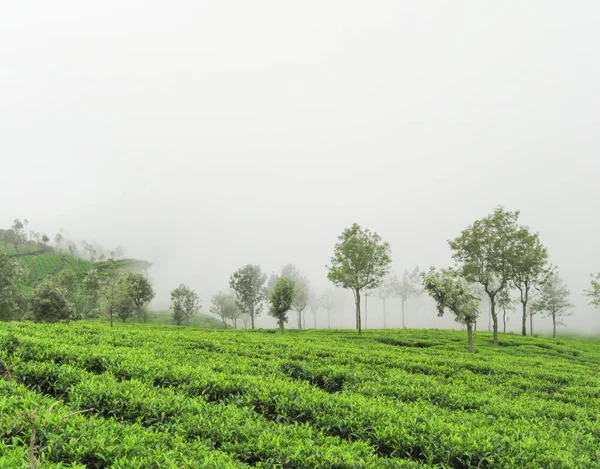 Teegärten Auf Den Nebligen Bergen Von Ooty Indien — Stockfoto