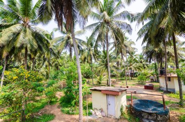 Kulübesi olan hindistan cevizi palmiyesi bahçesi, pompa evi.