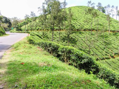 Hindistan 'da Ooty' nin sisli dağlarında çay bahçeleri