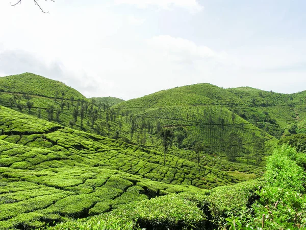 Чайные Сады Туманных Горах Ути Индии — стоковое фото