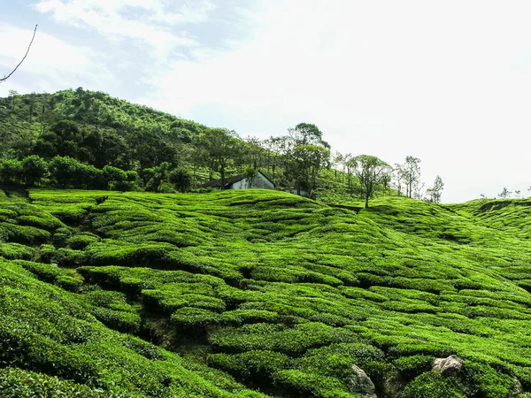 Jardins Chá Nas Montanhas Nebulosas Ooty Índia — Fotografia de Stock