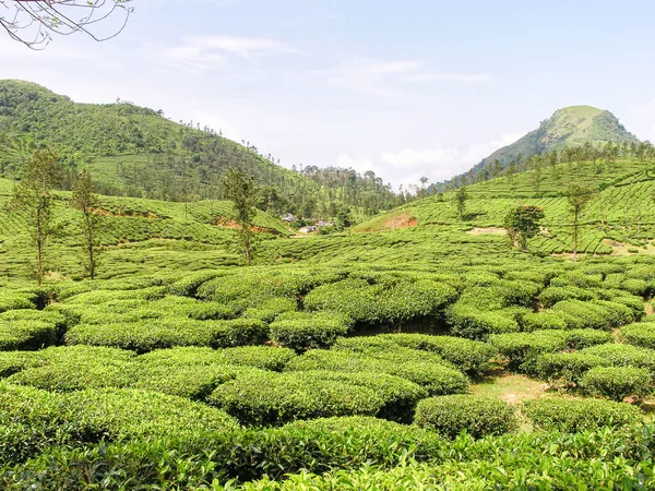 Jardines Las Montañas Brumosas Ooty India — Foto de Stock