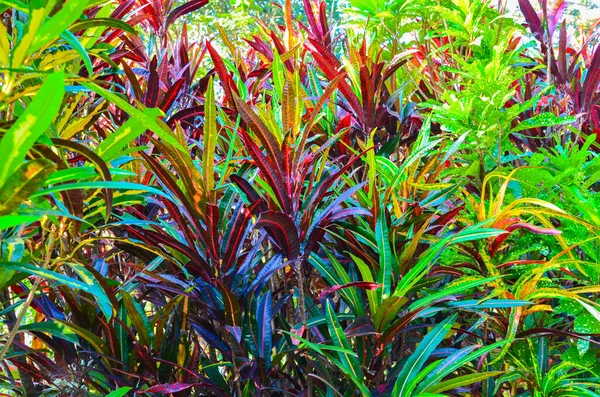 stock image Mixed croton with bright colourful leaves