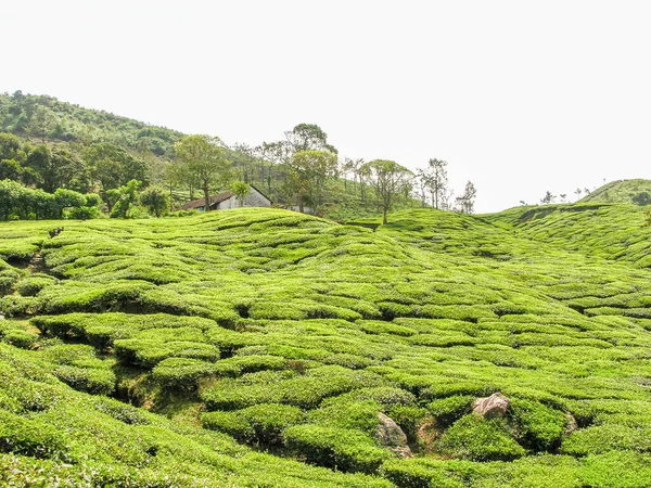 Ogrody Herbaty Mglistych Górach Ooty Indiach — Zdjęcie stockowe
