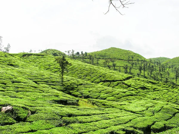 Чайные Сады Туманных Горах Ути Индии — стоковое фото