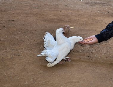 Güvercin ve güvercinleri elle beslemek.