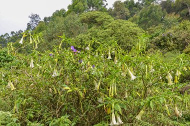 Süslü yabani çiçek bitkisi meleğinin trompetleri (Brugmansia)