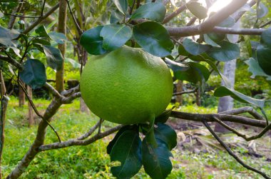 Bitkinin üzerinde Pomelo meyvesi