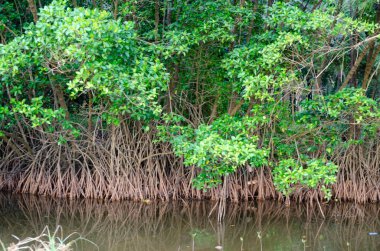 Kökleri olan mangrov bitkileri