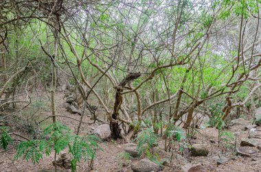 Chamundi Hills, Mysore, Hindistan 'dan Rocky yolu.