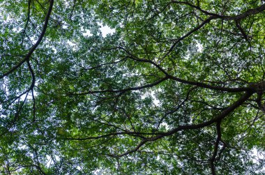 Büyük bir ağaç örtüsü.