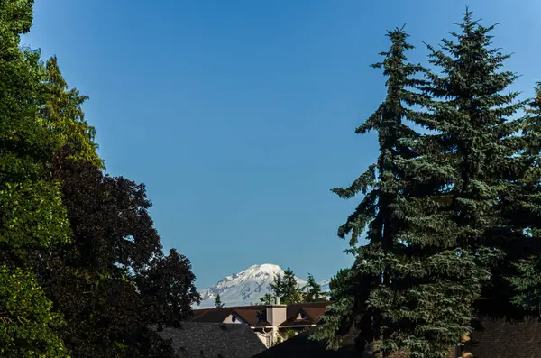 stock image Snow covered peaks of Mt. Baker Mt. Baker seen from a gap in the pine trees