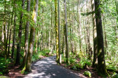 Cascade Falls 'a giden orman yolu BC, Kanada' nın kuzeydoğusunda yer alıyor.