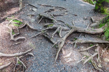 Yoğun bir ormandaki büyük yaşlı bir ağacın çarpık yüzey kökleri.