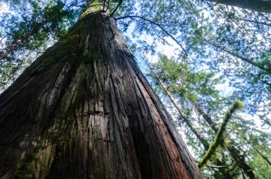 BC, Kanada 'da sık bir ormanda yosun kaplı büyük bir çam ağacının dikey görüntüsü