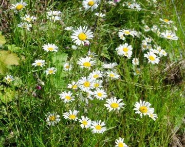 Fraser Vadisi, BC, Kanada 'da yabani çiçekler bulundu.