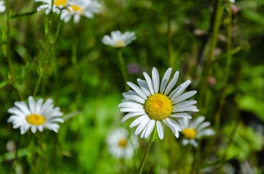Fraser Vadisi, BC, Kanada 'da yabani çiçekler bulundu.