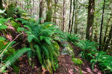 Cascade Falls Bölge Parkı 'nın içinde Misyon' un kuzeydoğusu, British Columbia, Kanada