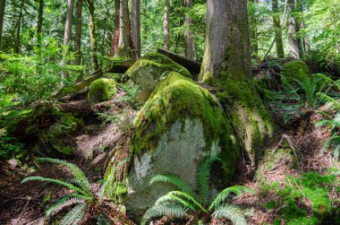Akıntılı yoğun bir çam ağacı ormanının içinde, büyük yosun kaplı çam ağaçları, ve BC, Kanada 'da biyolojik çeşitlilik