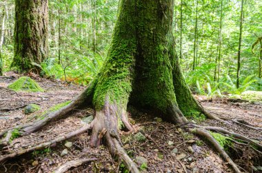Yoğun bir çam ormanındaki büyük bir ağacın zemininde (yüzeyde) kökler