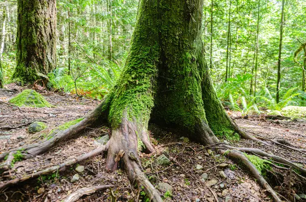 Yoğun bir çam ormanındaki büyük bir ağacın zemininde (yüzeyde) kökler