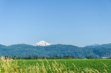 Chilliwack, Fraser Valley, British Columbia, Kanada 'daki tarım çiftlikleri. Baker Dağı arka planda görülüyor