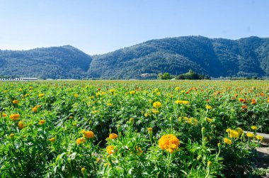 Fraser Valley, British Columbia, Kanada 'da bir çiçek çiftliğinde marigold yetiştiriciliği.