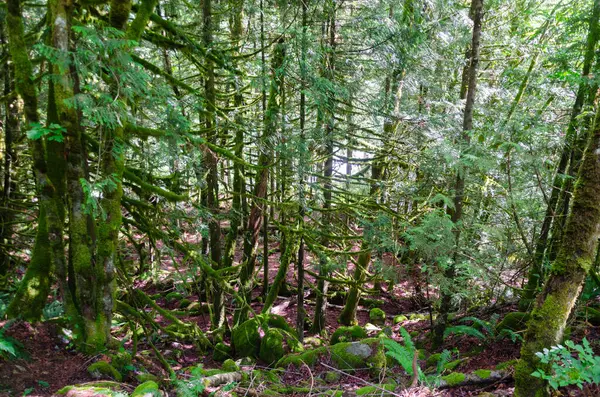 stock image Inside a dense pine tree forest with streams, large moss covered pine trees, and bio diversity in BC, Canada