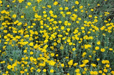 Tüylü ayçiçekleriyle dolu bir bahçe (Eriophyllum lanatum)