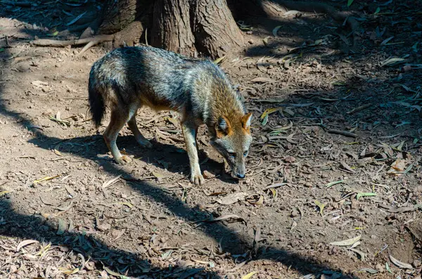 stock image A fully grown jackal in a zoo