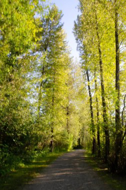 Fraser Nehri kıyısındaki Matsqui Patikası Mission Köprüsü, Fraser Vadisi, British Columbia, Kanada