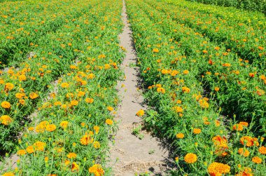 Fraser Valley, British Columbia, Kanada 'da bir çiçek çiftliğinde marigold yetiştiriciliği.