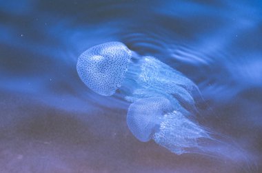 Fluorescent jelly fish in the Shambhavi river at Mulki, Mangalore, India clipart