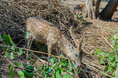 Hindistan, Kushalnagar 'daki Nisargadhama orman parkında geyikler.