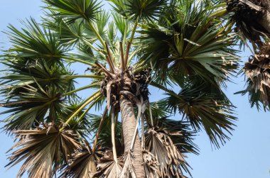 Palmira meyve palmiyeleri de şeker palmiyesi olarak bilinir.