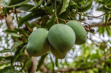 Ağaçta dört mango sürüsü