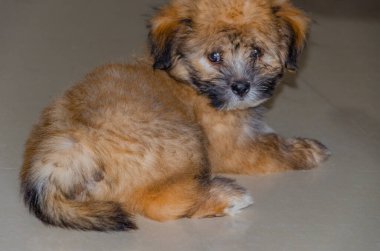 Yaramaz şirin yumuşak Tibetli Lhasa köpek yavrusu