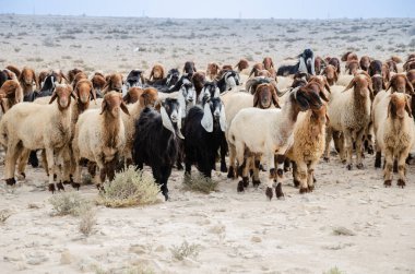 Katar 'daki Al Jubara çölünde koyun sürüsü