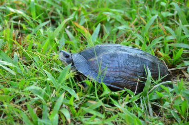 Çimlerde tatlı su kaplumbağası