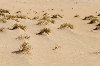 Çöl çalıları ve küçük çöl bitkileriyle çöl manzarası.