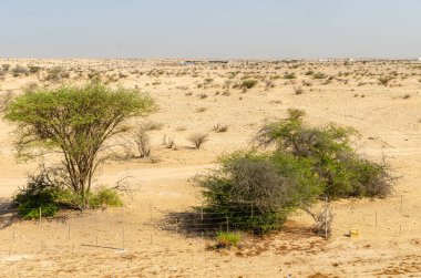 Çöl çalıları ve küçük çöl bitkileriyle çöl manzarası.