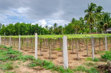 Ivy gourd or gherkins (Tendli) cultivation, Mangalore, India clipart