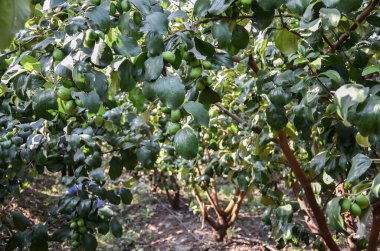 Elma ber (jujube) bitki ve meyveler