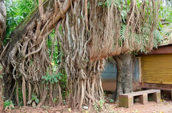 stock image Trunk and aerial roots of an old banyan tree