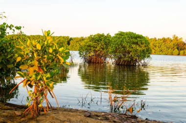 Kökleri olan bir grup mangrov ağacı.