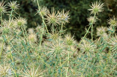 Rajasthan, Hindistan 'da bulunan Globe Thistle (Echinops echinatus Roxb)