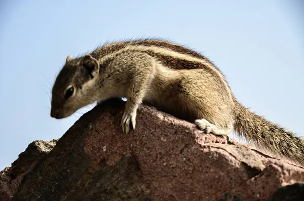 stock image A curious Indian squirrel on a rock