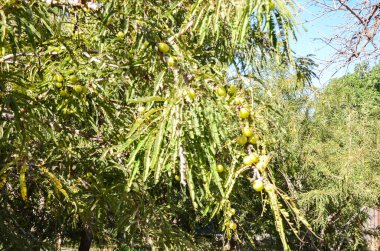 Hint Bektaşi üzümü ayrıca Amla (Phyllanthus emblica) olarak da bilinir.