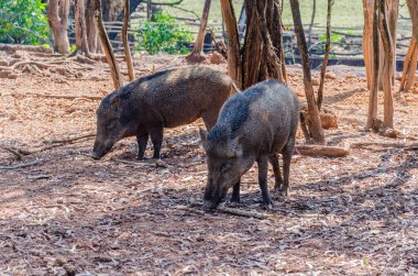Bir çift yaban domuzu ya da hayvanat bahçesindeki yaban domuzları..